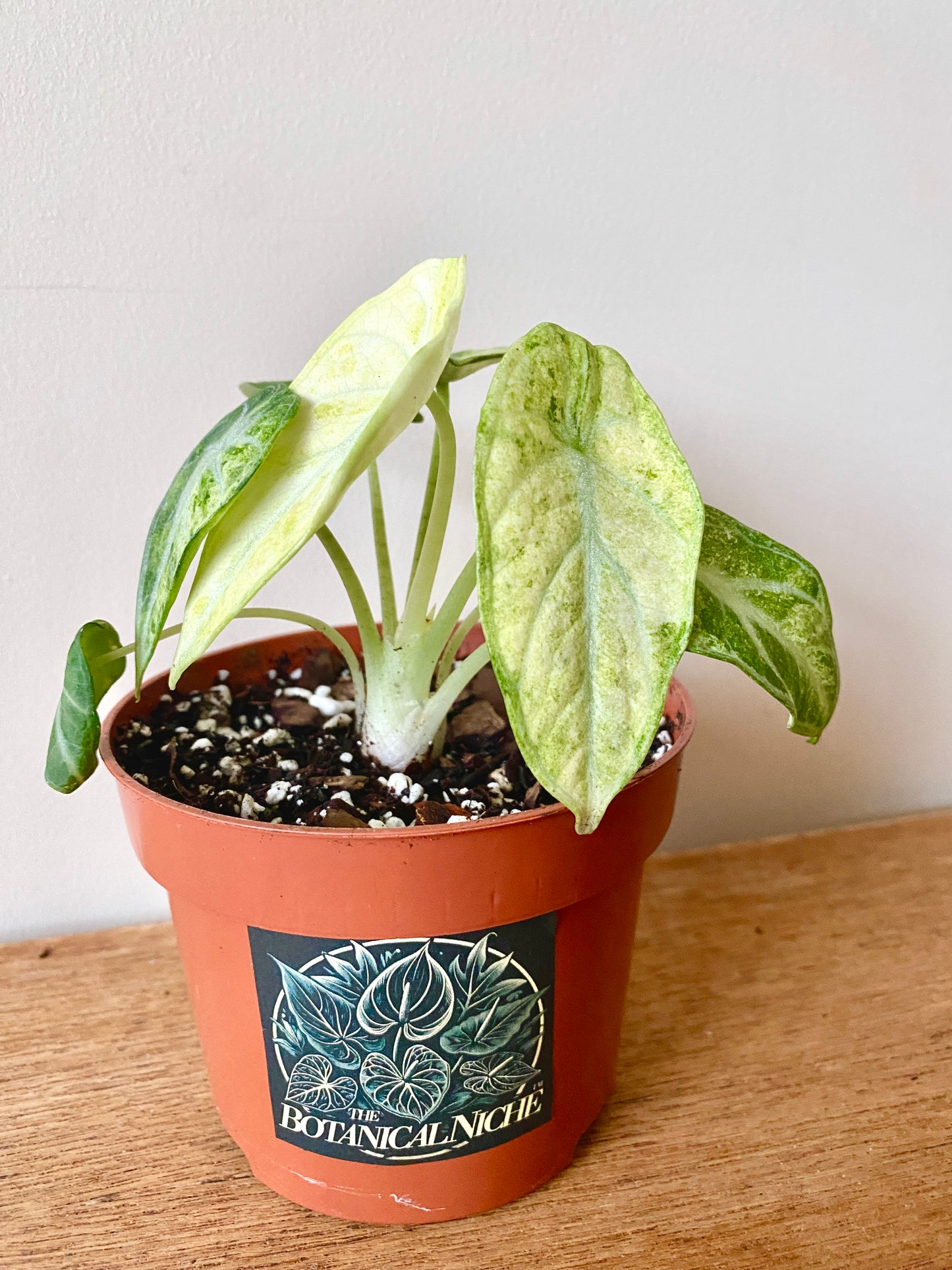 Alocasia Ninja Tricolor variegated | 10 cm pot [A]