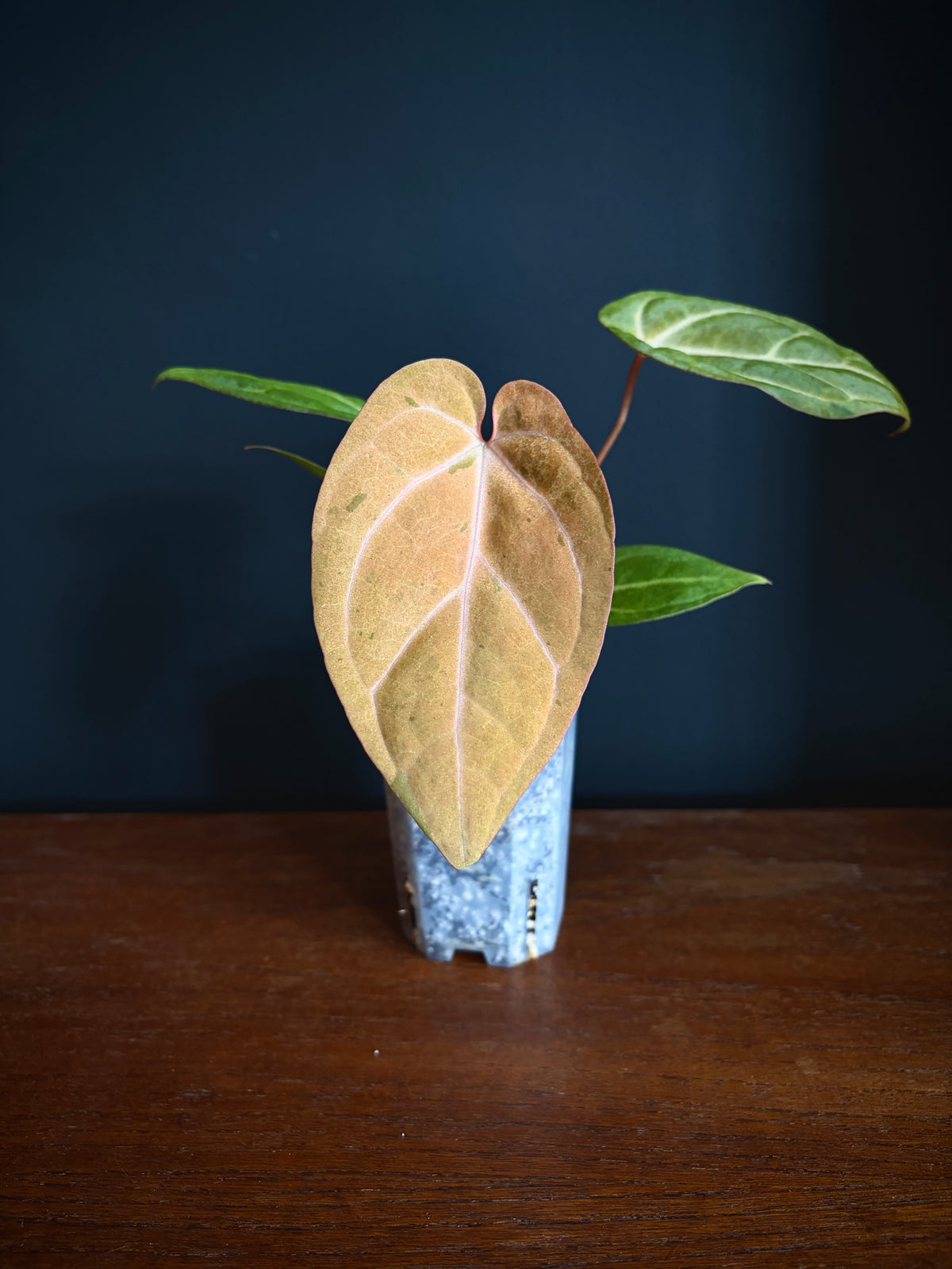 Anthurium Papillilaminum var A88 X AOS SKG (mint variegated) | 7 cm pot