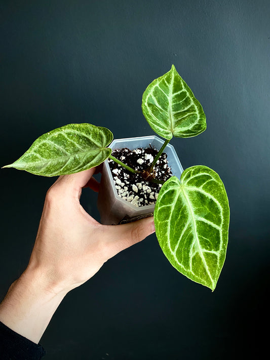 Anthurium Dorayaki X Silver Blush mint | 7 cm pot