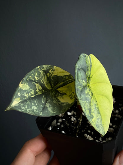 Alocasia Nebula aurea | 7 cm pot