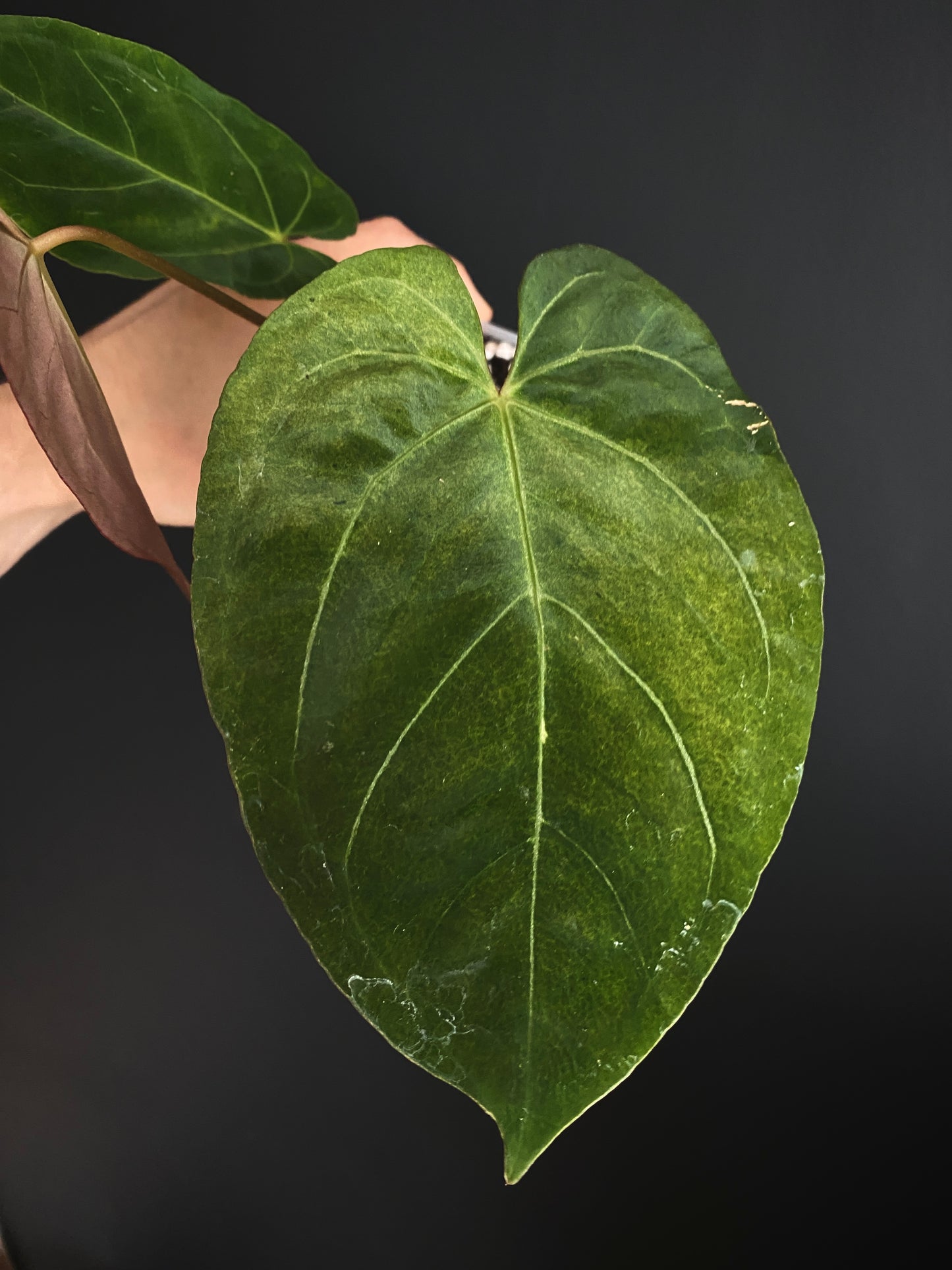 Anthurium X-one X Blue Papillilaminum mint variegated | 7 cm pot