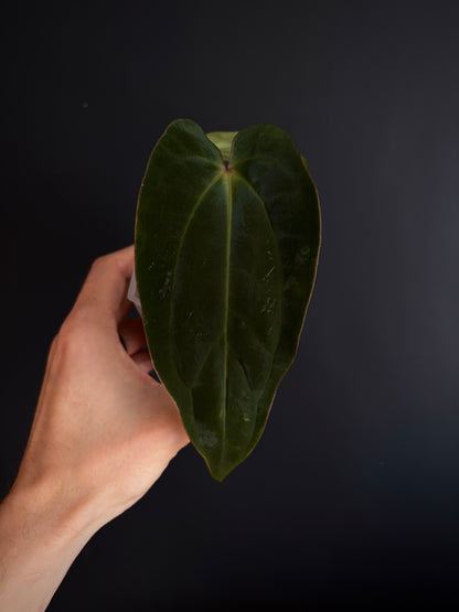 Anthurium (DressCarla x BVEP) X (Carlablackiae x Papillilaminum) | 7 cm pot [B]