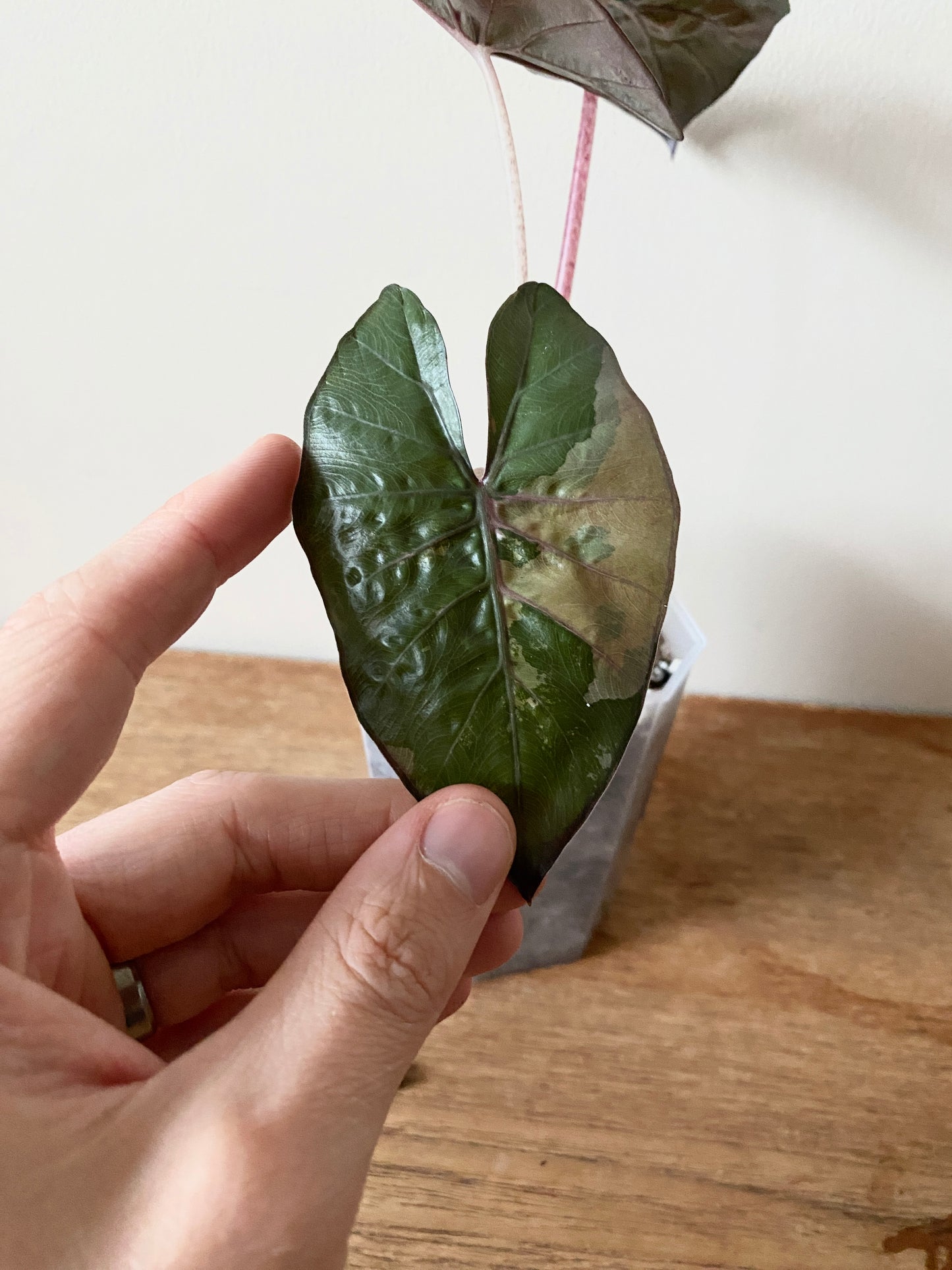 Alocasia Yucatan Princess variegated | 9 cm pot
