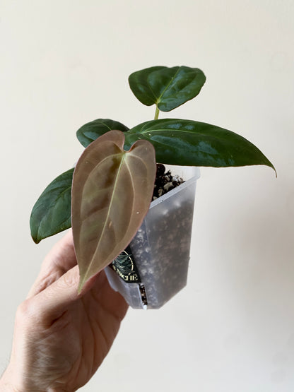 Anthurium Goliath X Papillilaminum Fort Sherman | 7 cm pot