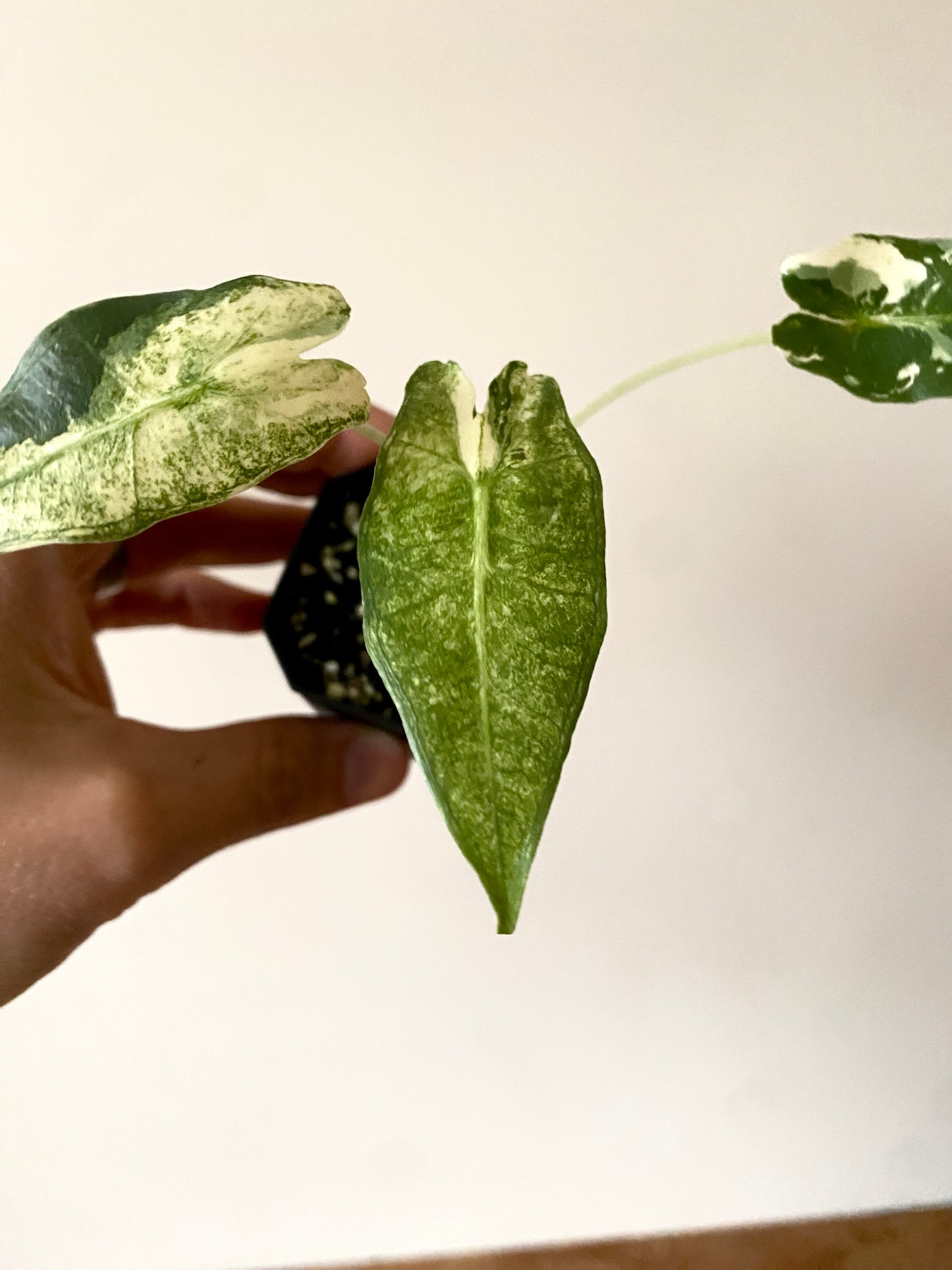 Alocasia Sarian Albo | 5 cm pot