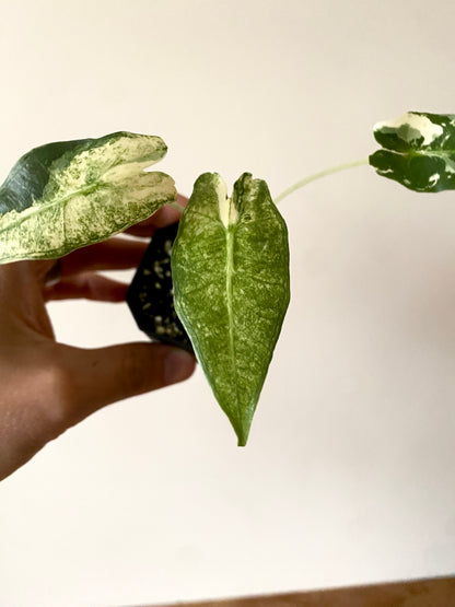 Alocasia Sarian Albo | 5 cm pot