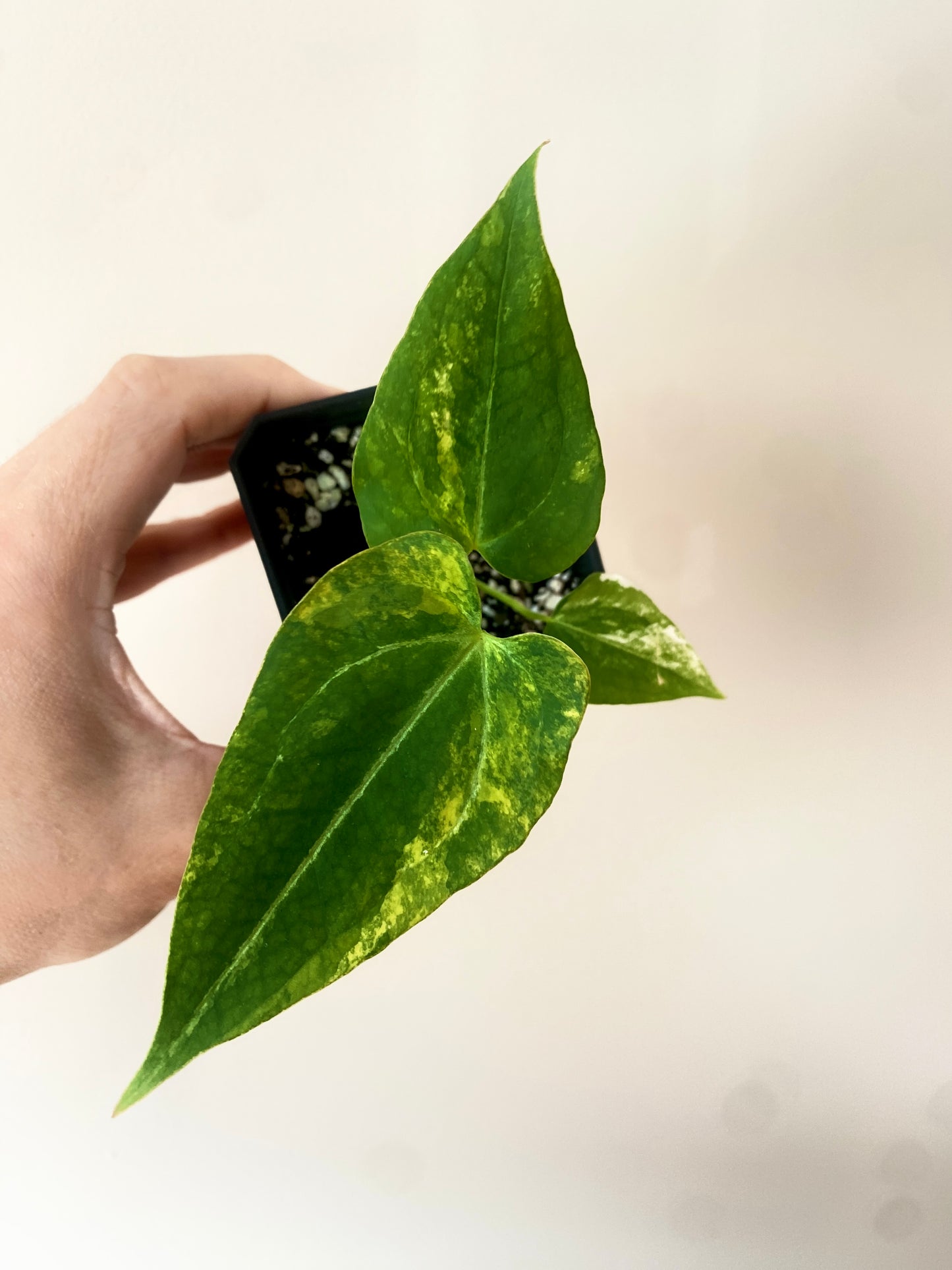 Anthurium Papillilaminum Hb var X Forgetii | 7 cm pot