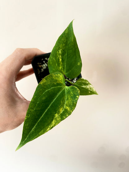 Anthurium Papillilaminum Hb var X Forgetii | 7 cm pot