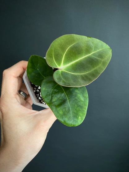 Anthurium (Carlablackiae X Dressleri RG) X (Besseae x Papillilaminum) | 7 cm pot [A]