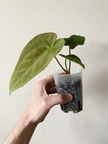 Anthurium (FTG x Fort Sherman) X (NoID Code Red x Papillilaminum A+) | 7 cm pot