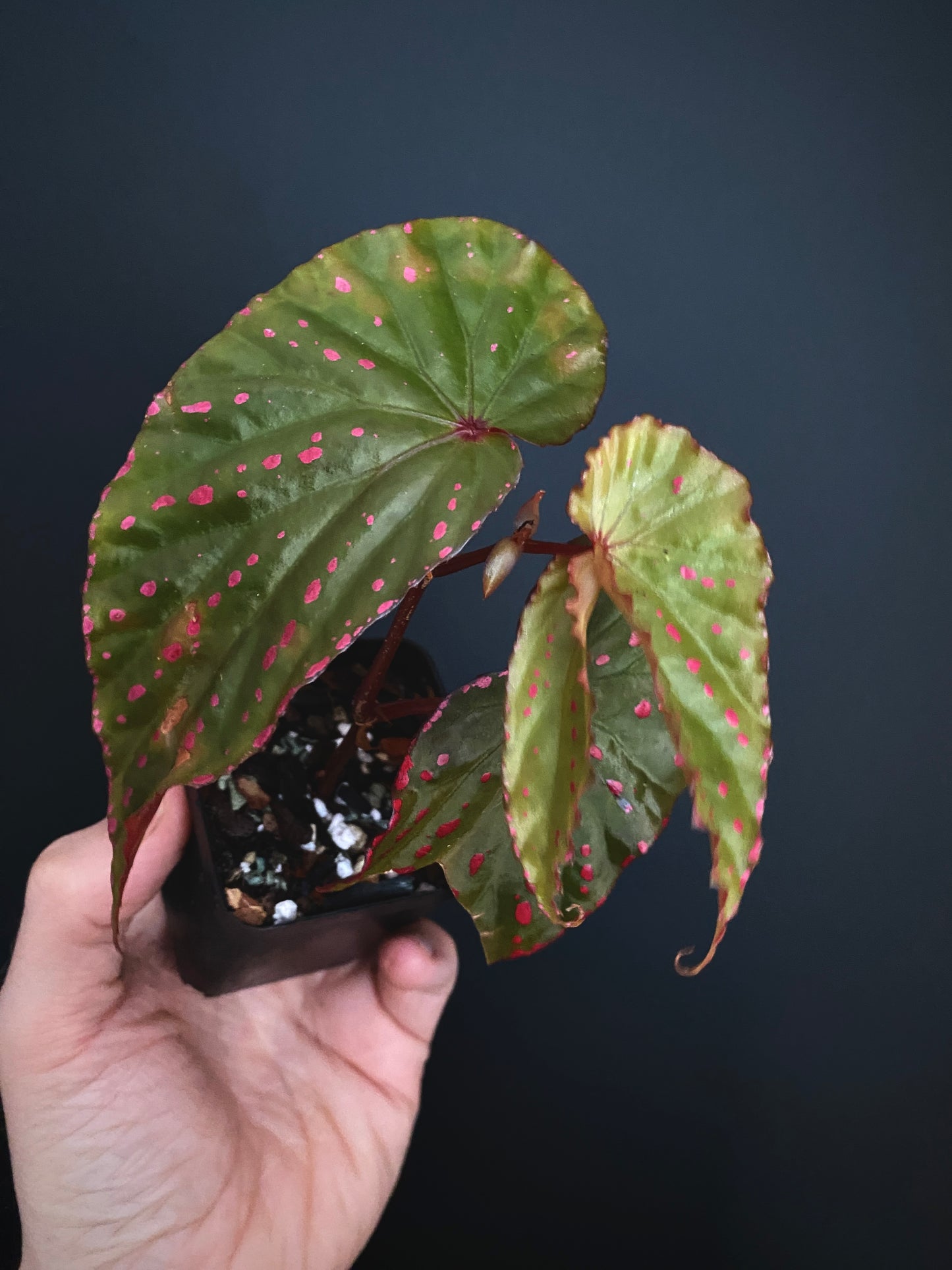Begonia Negrosensis X Nothobaramensis | 6 cm pot [A]