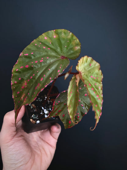 Begonia Negrosensis X Nothobaramensis | 6 cm pot [A]