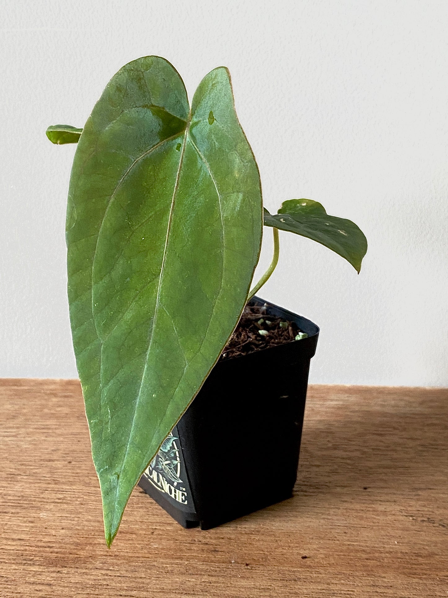Anthurium (FTG x Fort Sherman) X (NoID Code Red x Papillaminum A+) | 6 cm pot