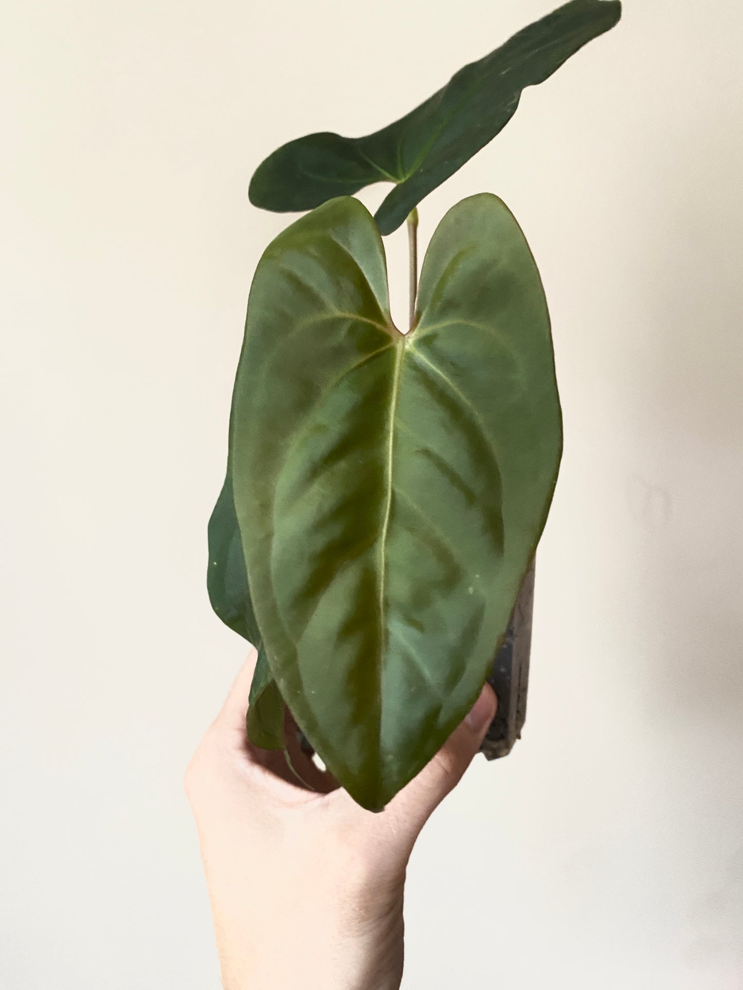 Anthurium Velvet Moira X Portillae | 7 cm pot