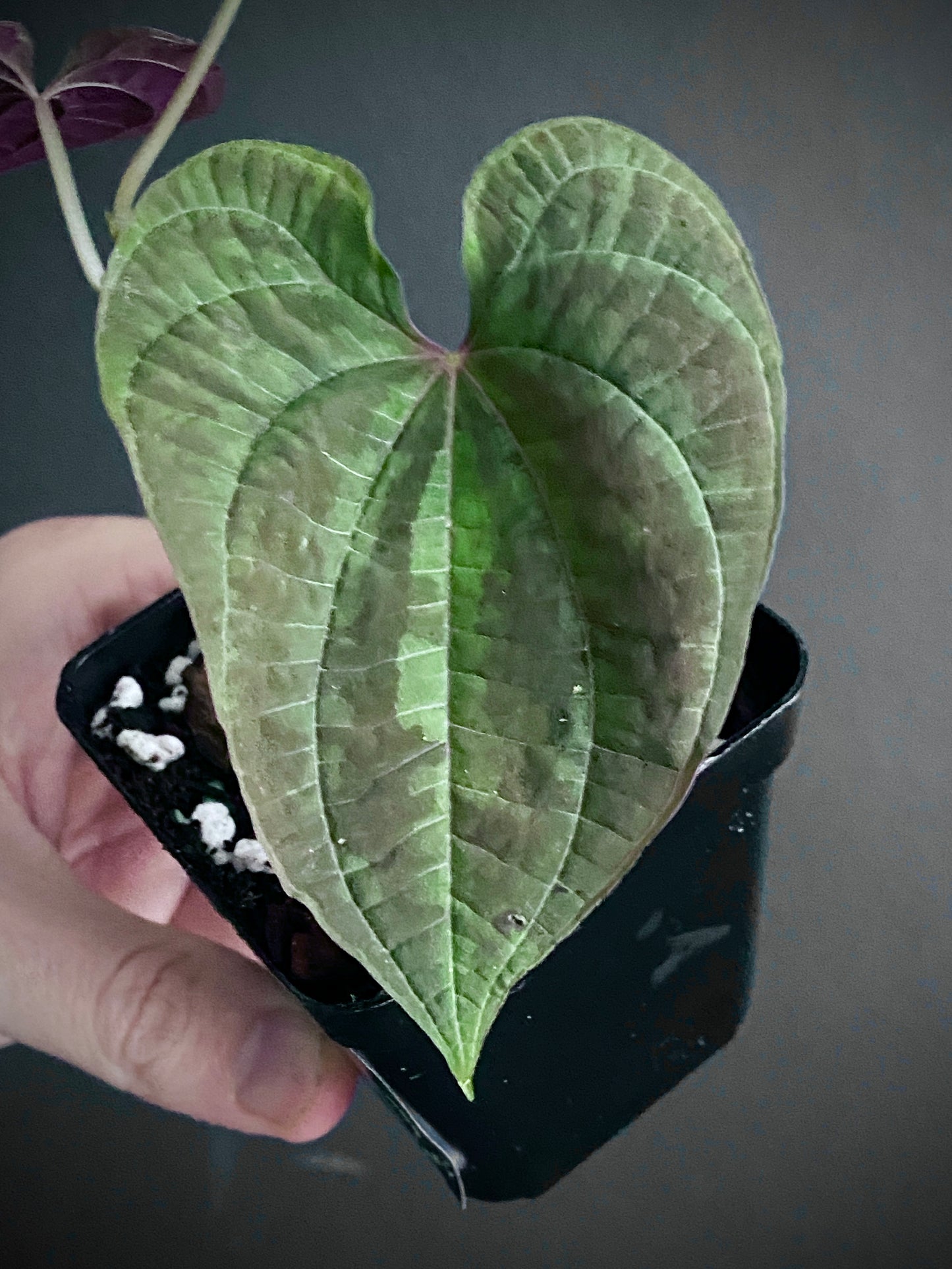 Dioscoria Discolor | 7 cm pot