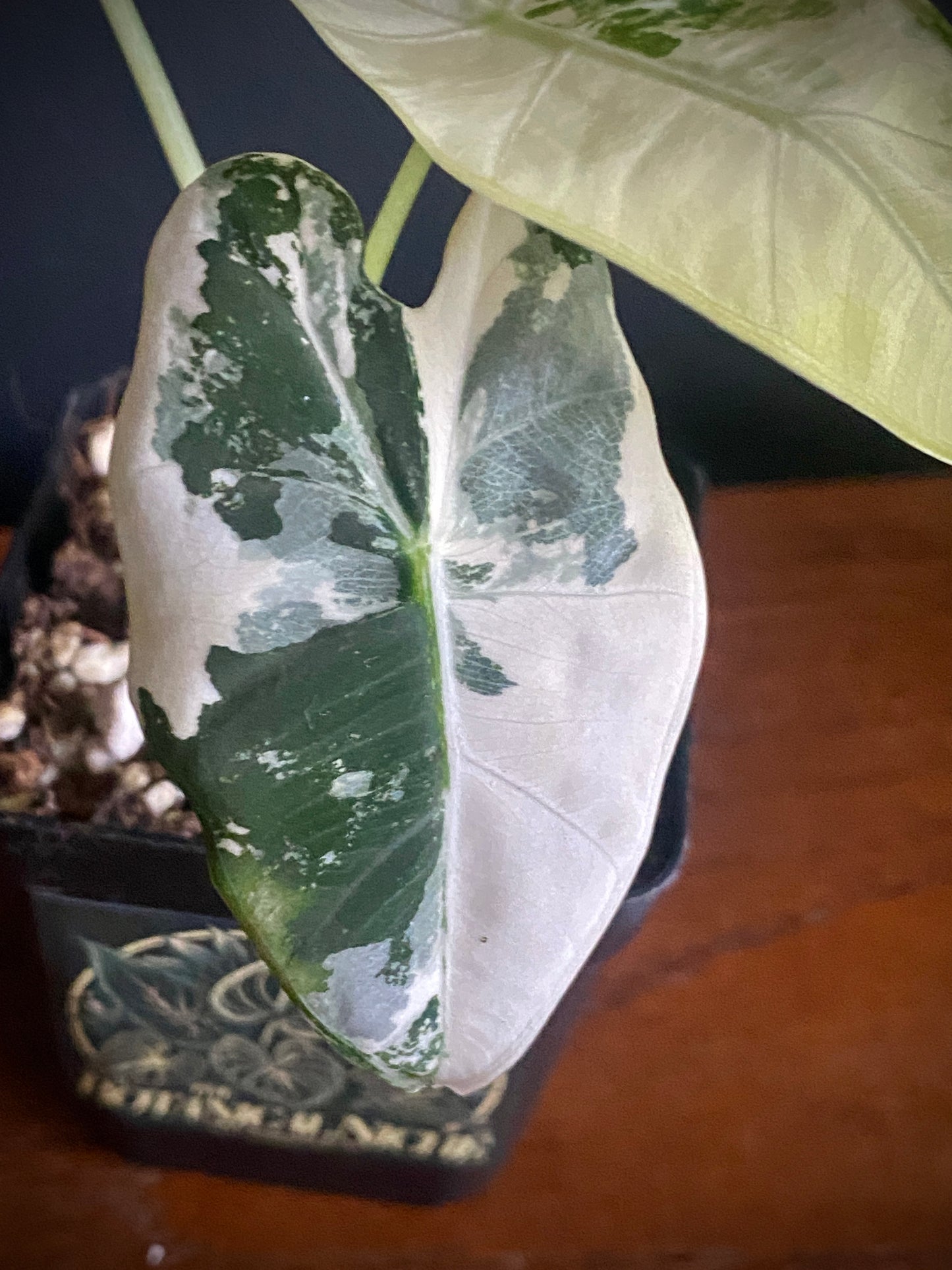 Alocasia Frydek Albo variegated | 7 cm pot