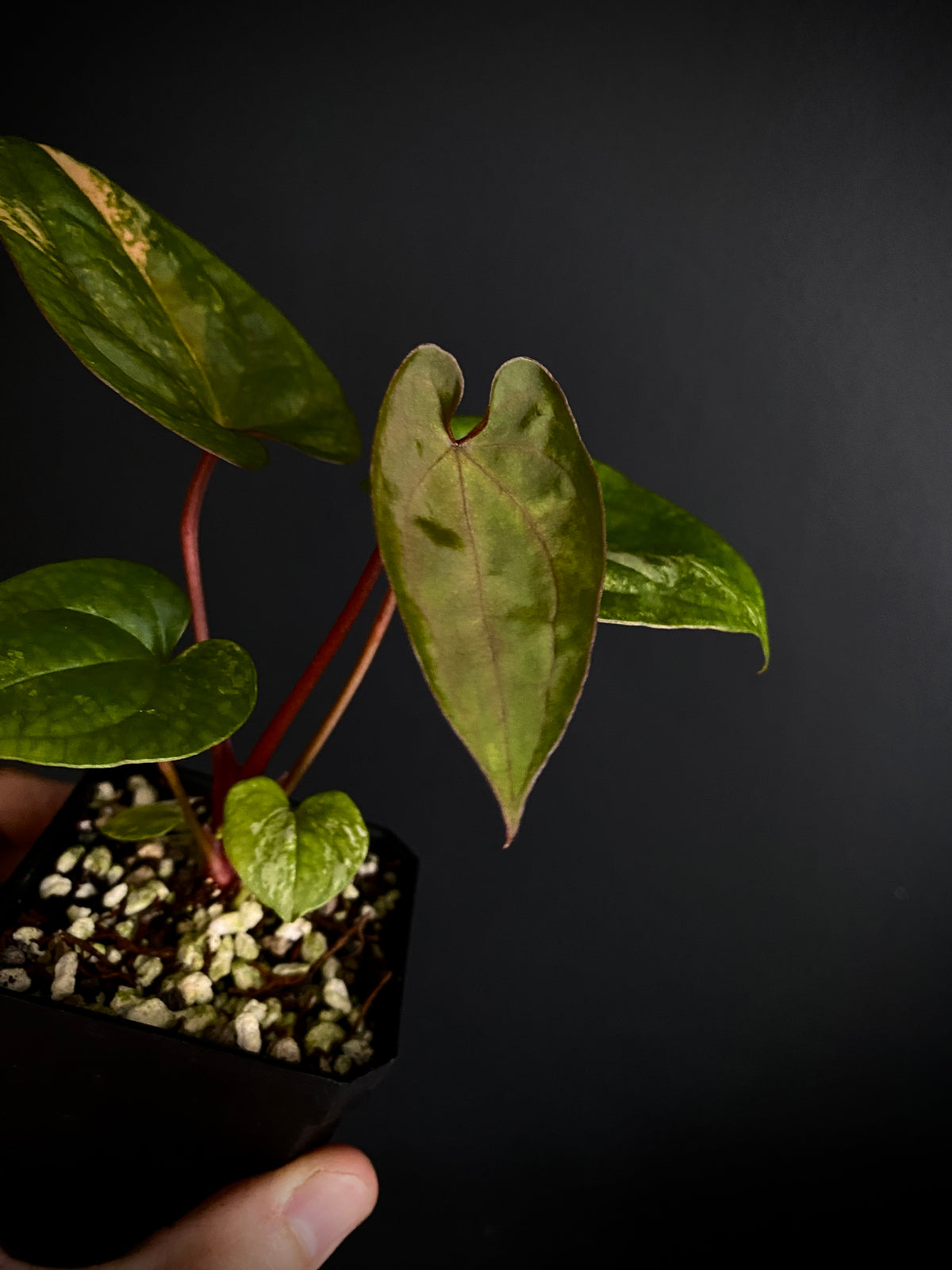 Anthurium Papillilaminum var X Guna Yala (S1) | 7 cm pot