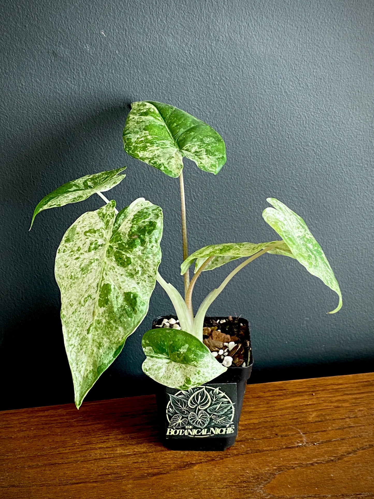 Alocasia Macrorrhizos Splash variegated | 7 cm pot
