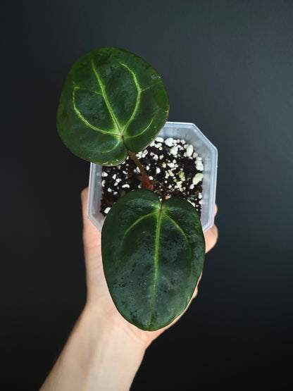 Anthurium Carlablackiae | 7 cm pot [B]