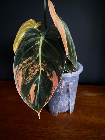 Philodendron Melanochrysum Orange variegata | 12 cm pot [B]