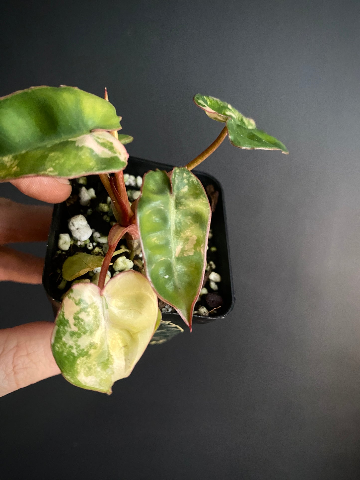 Philodendron Billietiae variegated | 7 cm pot