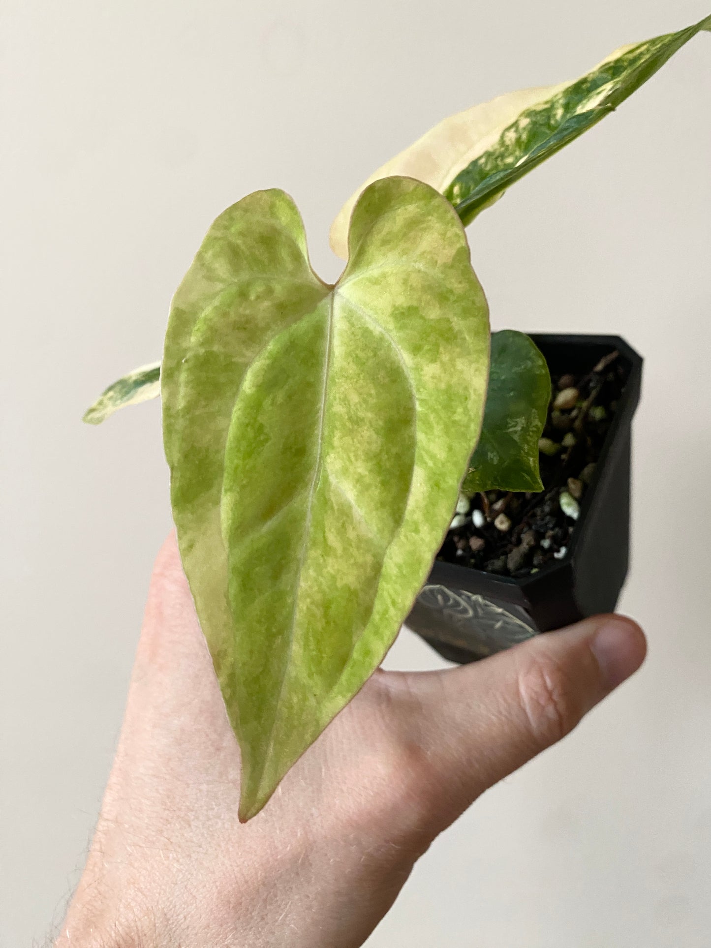 Anthurium Pap var X Ralph Lynam OG | 7 cm pot