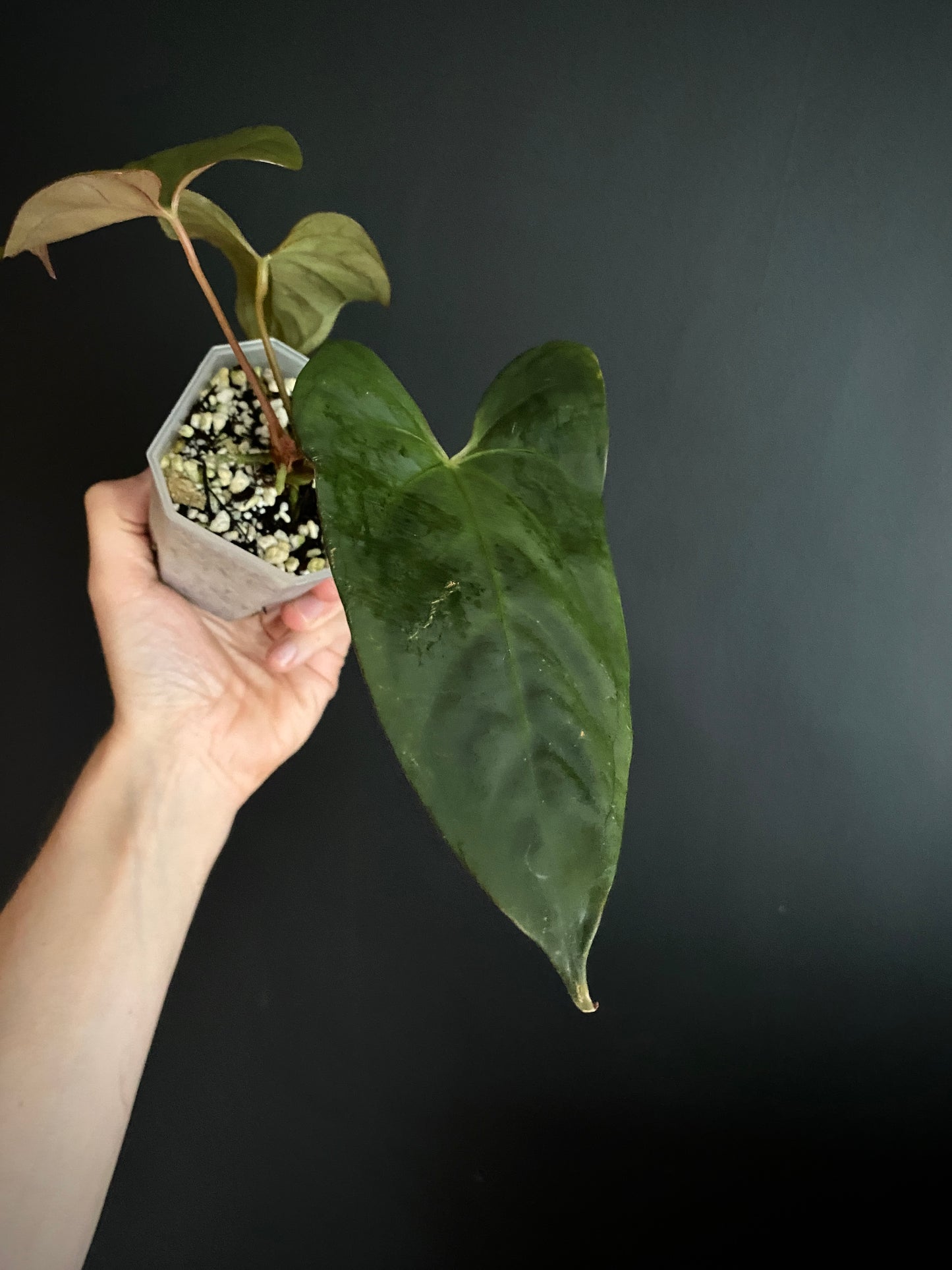 Anthurium Velvet Moira X Portillae | 7 cm pot