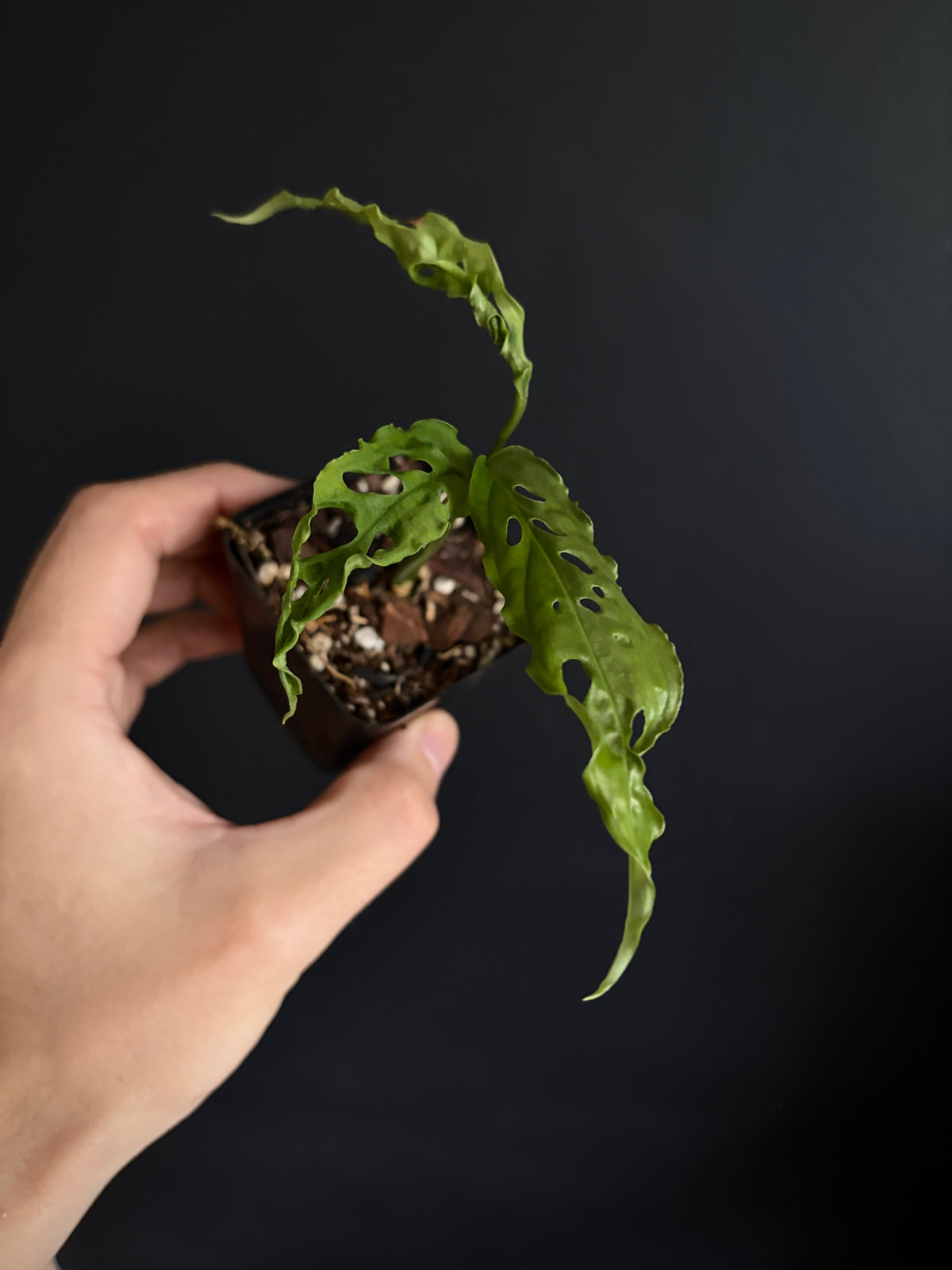 Monstera Obliqua Peru | 6 cm pot