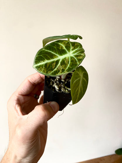 Alocasia Ninja Aurea splash | 5 cm pot