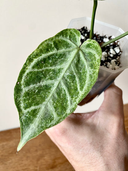 Anthurium Dorayaki X Silver Blush mint | 7 cm pot