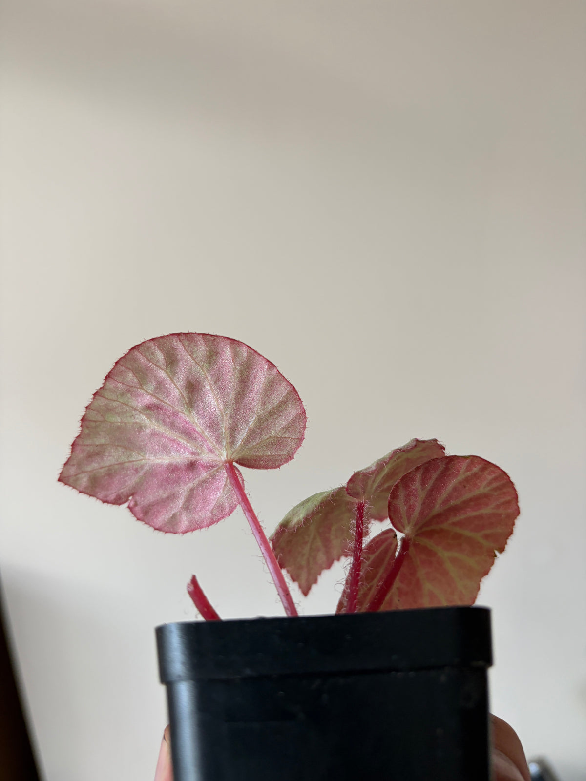 Begonia Ozotothrix | 6 cm pot