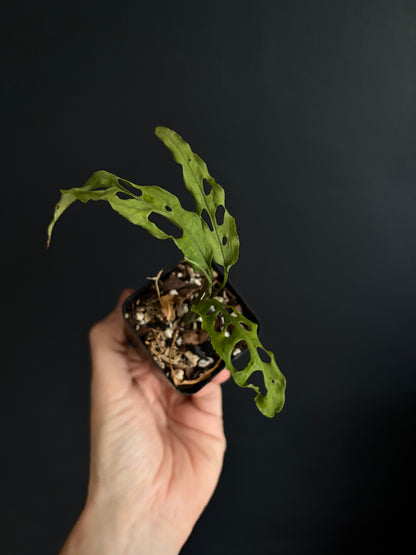 Monstera Obliqua Peru | 6 cm pot