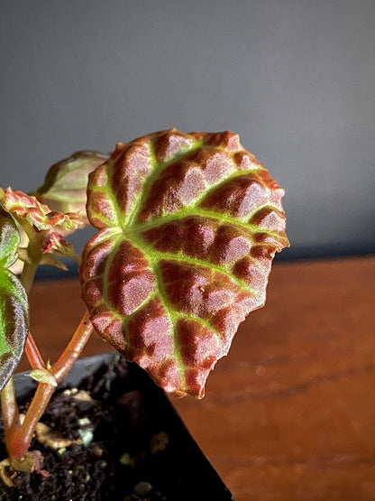 Begonia Dracopelta X Sarawak | 6 cm pot [A]