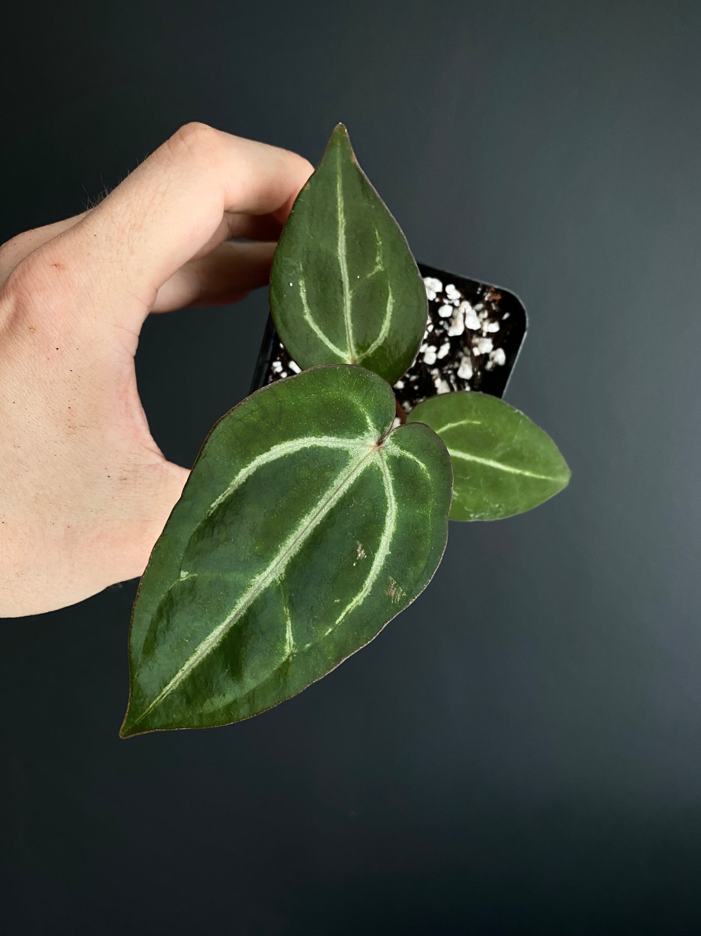 Anthurium Carlablackiae AU2 X Michelle x Zara | 7 cm pot