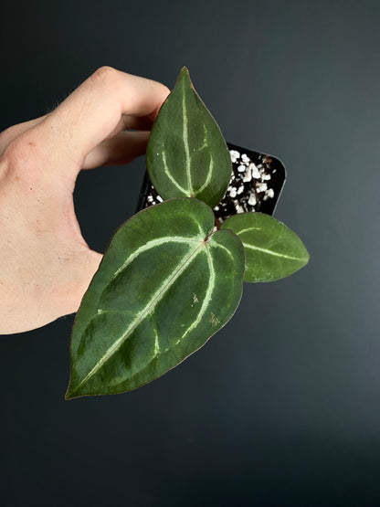 Anthurium Carlablackiae AU2 X Michelle x Zara | 7 cm pot