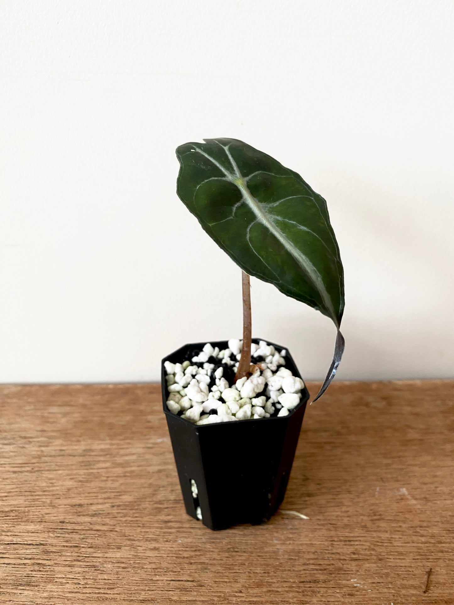 Alocasia Venom | 5 cm pot