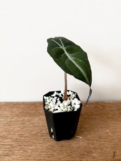 Alocasia Venom | 5 cm pot