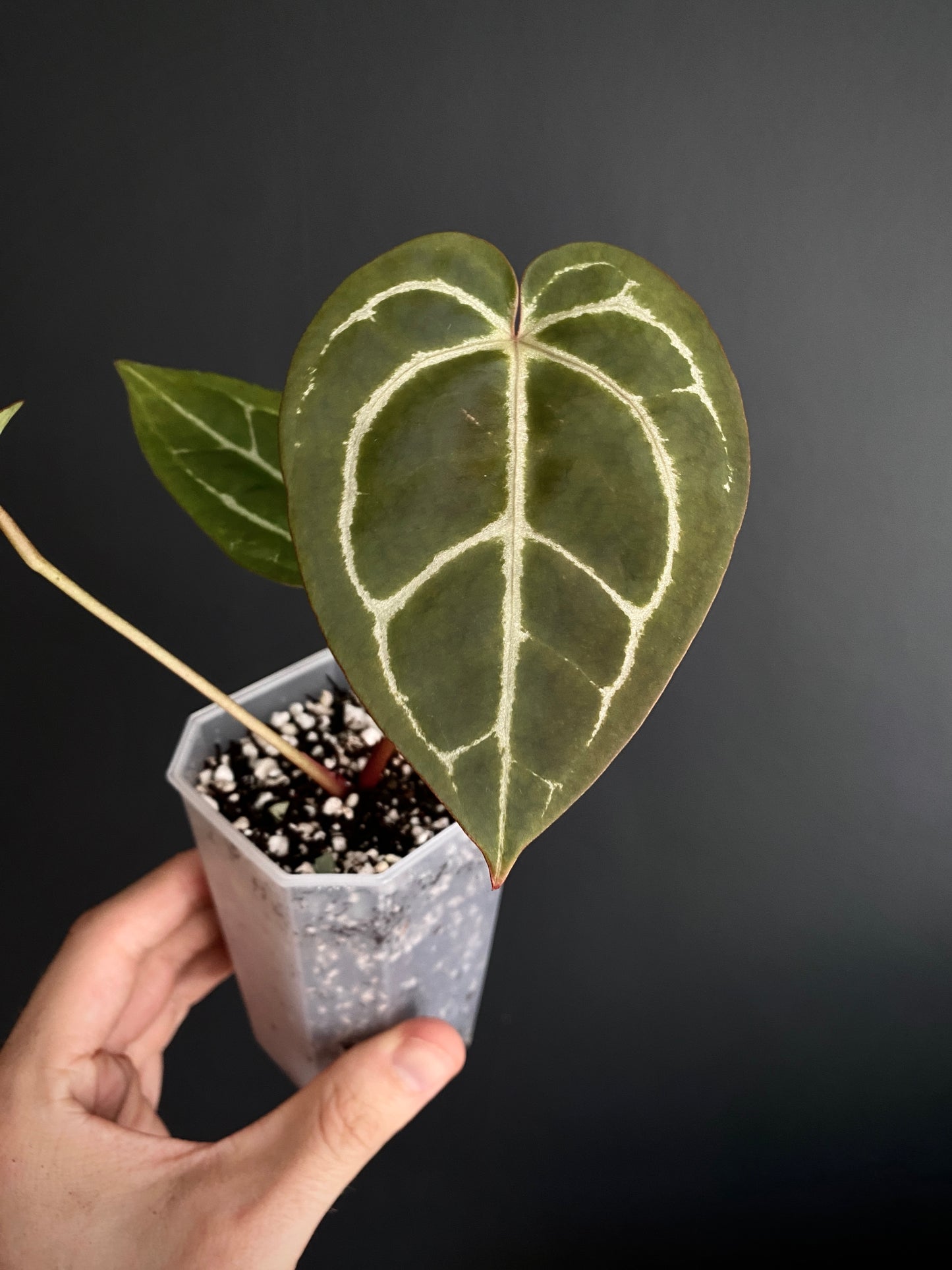 Anthurium Minahasa X (Michelle x Zara x AOS) | 7 cm pot