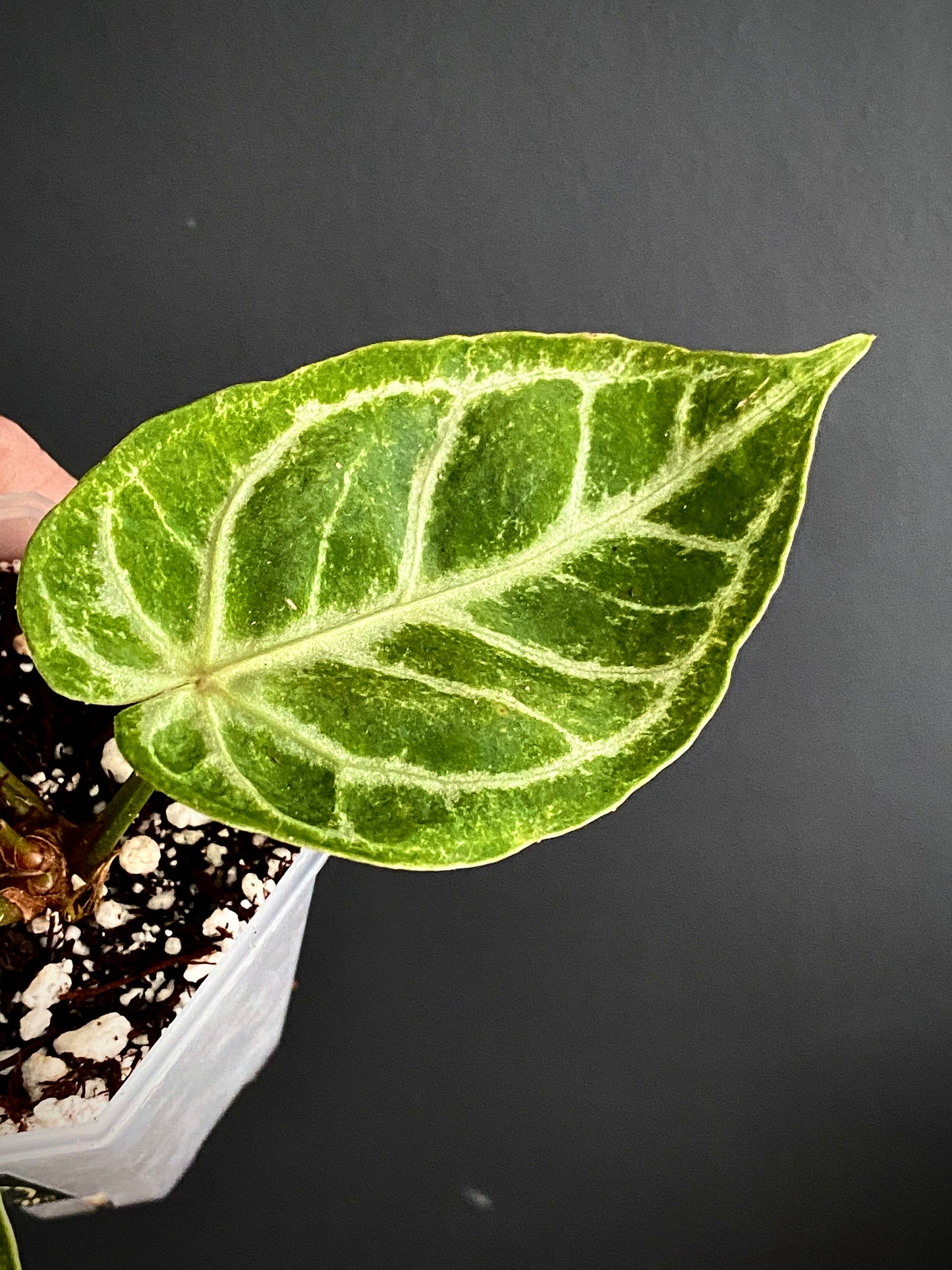 Anthurium Dorayaki X Silver Blush mint | 7 cm pot