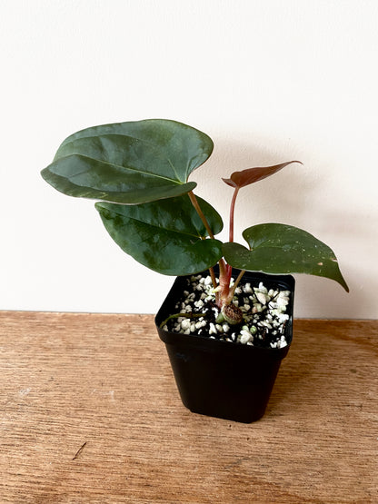 Anthurium Velvet Moira (Papillilaminum x Subsignatum) X Portillae | 7 cm pot