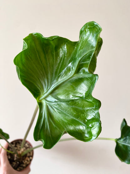 Alocasia Teletubbies | 10 cm pot