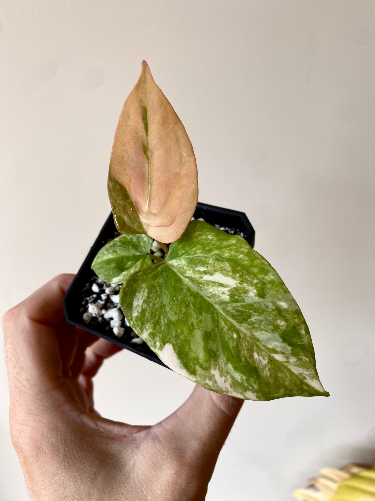 Anthurium Ace of Spaces var X Portillae clone | 7 cm pot [clone B]