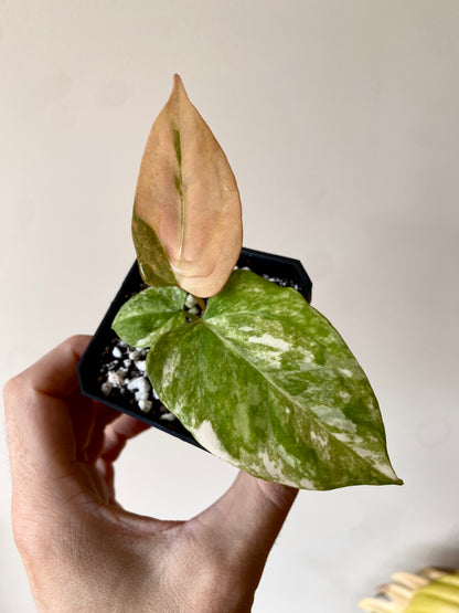 Anthurium Ace of Spaces var X Portillae clone | 7 cm pot [clone B]