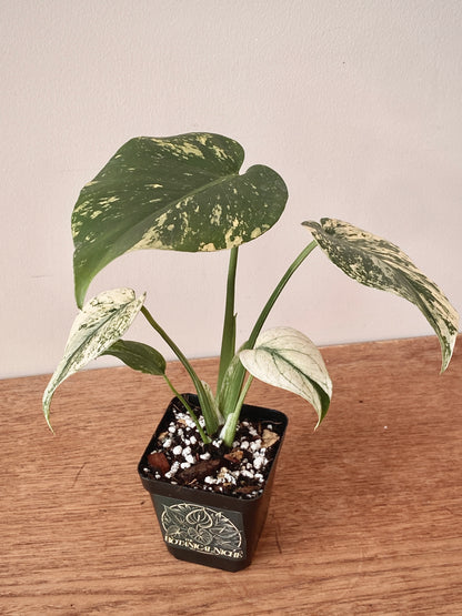 Monstera Deliciosa Mint variegated | 7 cm pot (B)