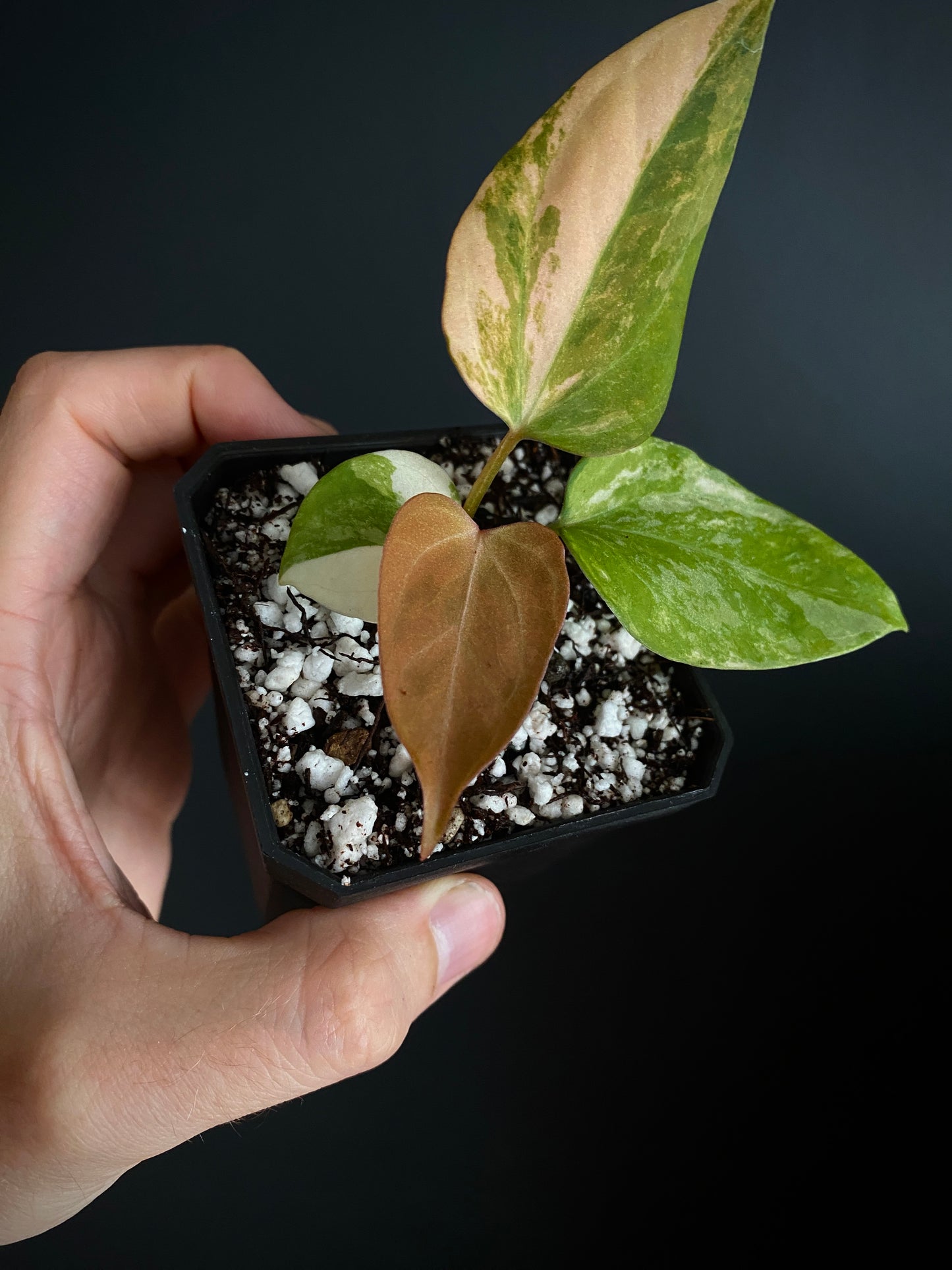 Anthurium Ace of Spaces var X Portillae clone | 7 cm pot [clone A]