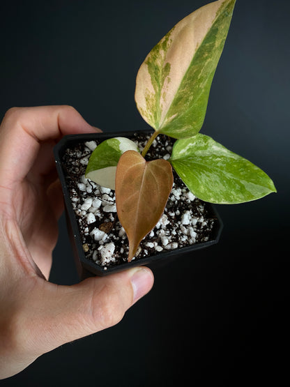Anthurium Ace of Spaces var X Portillae clone | 7 cm pot [clone A]