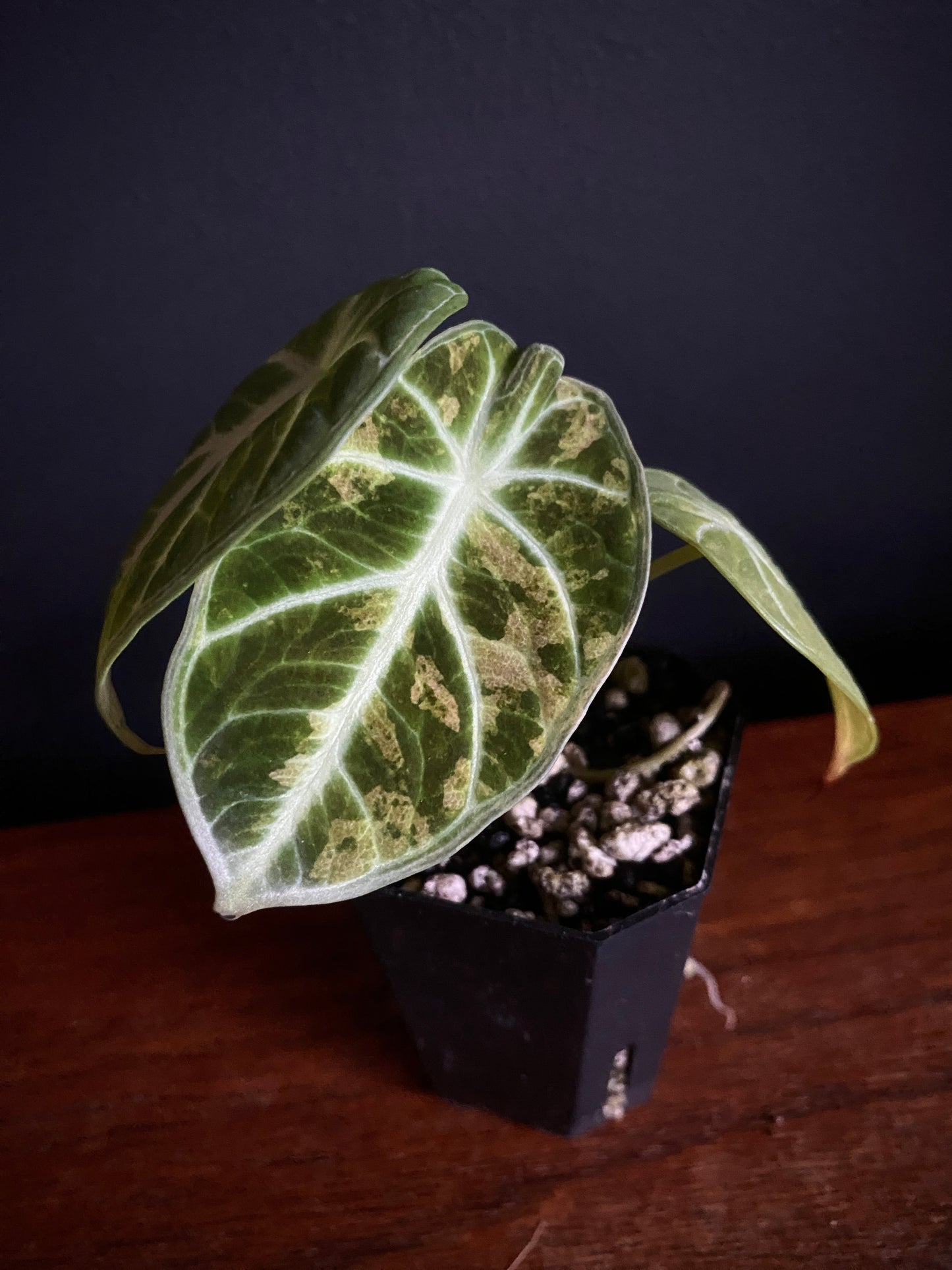 Alocasia Ninja Aurea splash | 5 cm pot