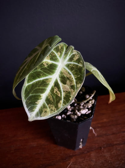 Alocasia Ninja Aurea splash | 5 cm pot
