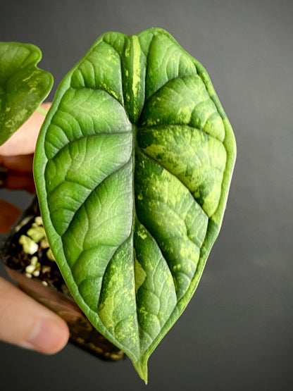 Alocasia Dragonscale Albo variegata | 7 cm pot (B)