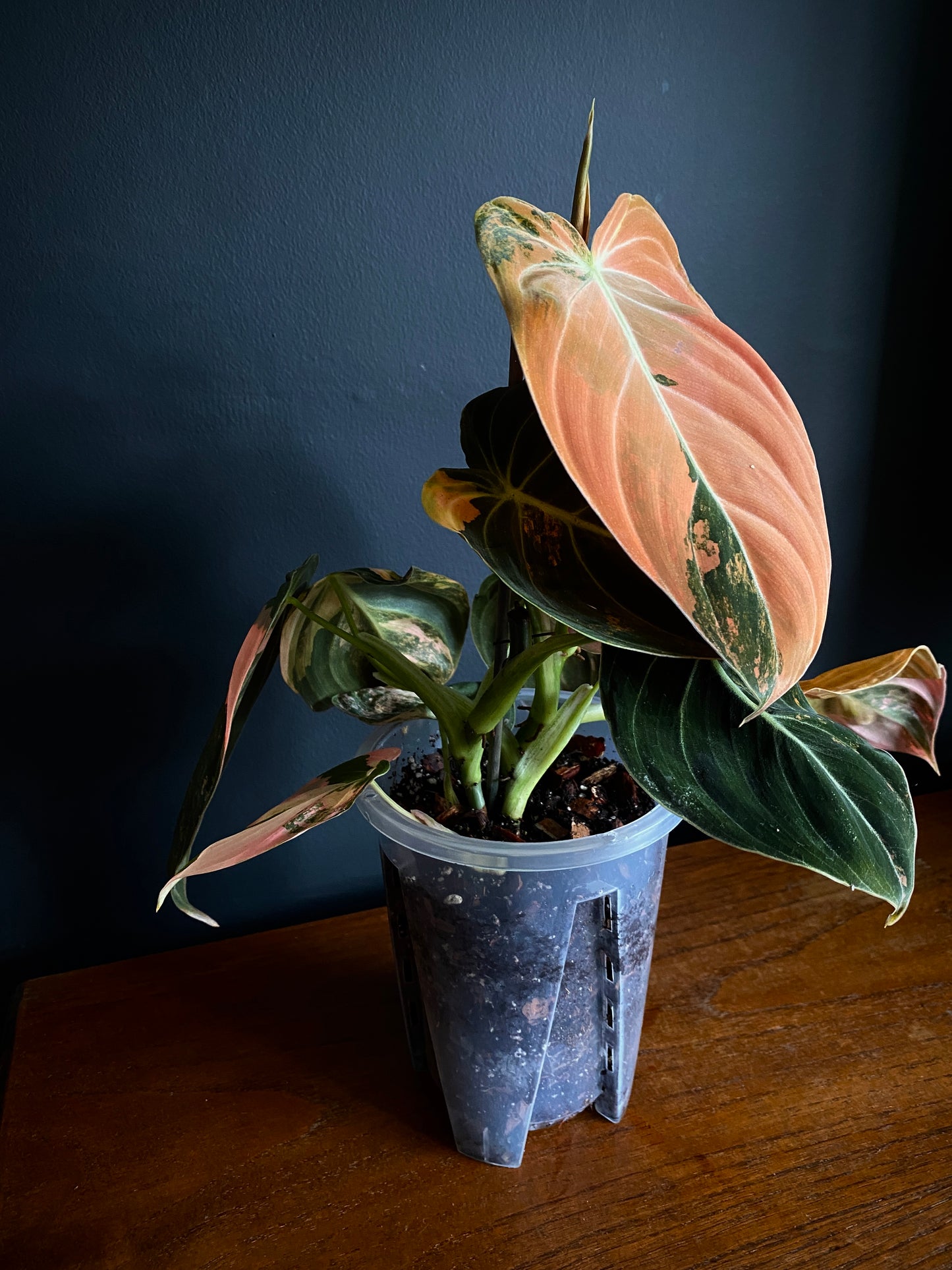 Philodendron Melanochrysum Orange variegata | 12 cm pot [C]